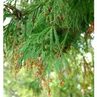 Sicheltanne 40-60cm