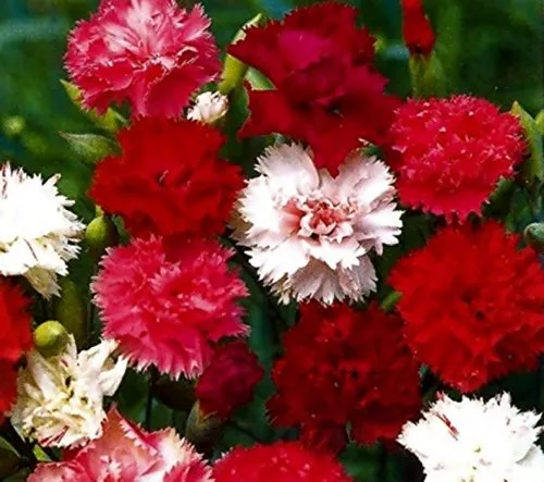 Nelken Landnelke Riesen Meisterwerk Prachtmischung Höhe 50 cm Samen