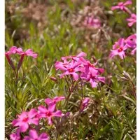 Produktbild Teppich Phlox Scarlet Flame - Phlox subulata