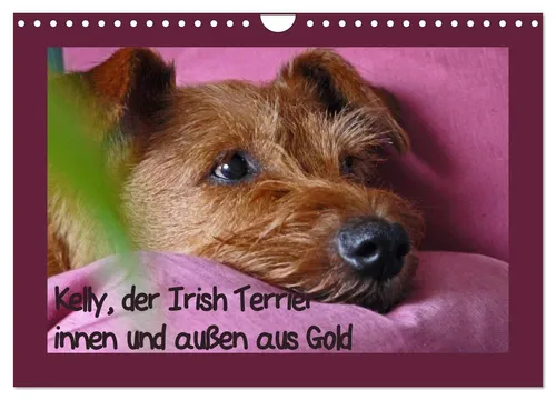 Kelly, der Irish Terrier - innen und außen aus Gold (Wandkalender 2026 DIN A4 qu