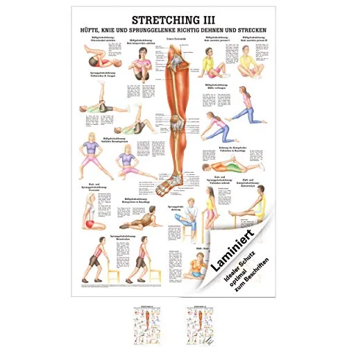 Ruediger Anatomie MIPO70LAM Streching III Tafel, 24 cm x 34 cm, laminiert