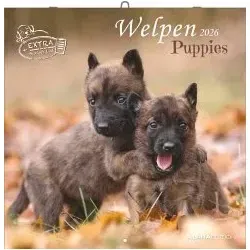 Welpen 2026 - Broschürenkalender 30x30 cm (30x60 geöffnet) - Kalender mit Platz für Notizen - Puppies - Hundekalender - Bildkalender - Wandkalender