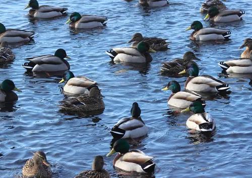 hansepuzzle 53680 - Stockenten Puzzle, 260 Teile, Tierwelt, 41,0 x 28,0cm mit hochwertiger Aufbewahrung, Kartonbox und wiederverschließbarem Beutel