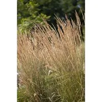 Calamagrostis X Acutiflora Avalanche Ziergras Ca. 9X9 cm Topf