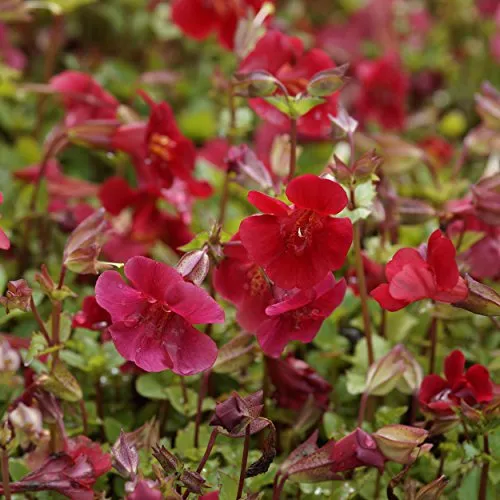 Blumixx Stauden Mimulus cupreus 'Roter Kaiser' – Scharlachrote Gauklerblume, ideal für Wasserrand & Feuchtstandorte, scharlachrot blühend, winterhart, im 0,5L Topf