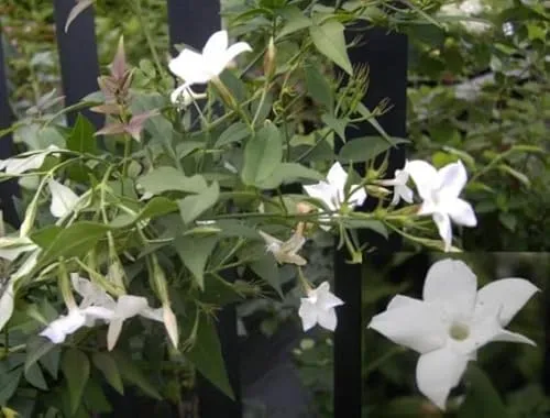 Jasminum officinale von Baumschule