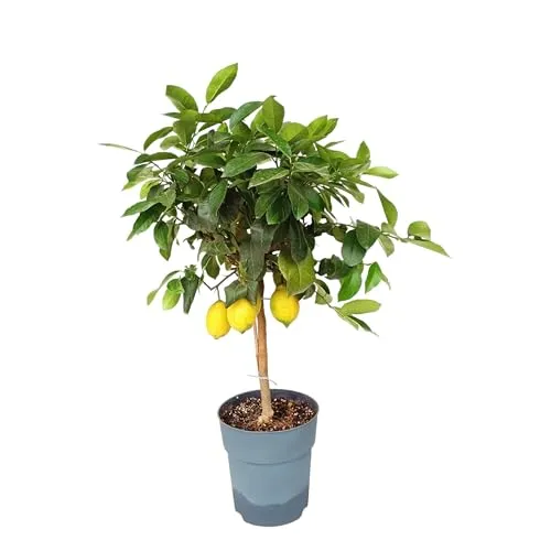 Sunny Tree Zitronenbaum Citrus Limon 90cm 3 Jahre alt kompakt ideal für Haus und Garten pflegeleicht
