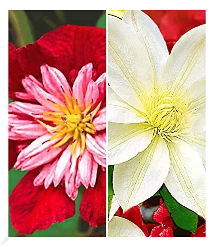 BALDUR Garten Klematis-Sortiment 'Avant Garde TM' und 'Madame Le Coultre' rot und weiß winterhart, 2 Pflanzen Clematis mehrjährige blühende Kletterpflanzen, bienenfreundlich, schmetterlingsfreundlich