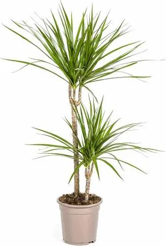 Dracaena Marginata Green – Drachenbaum – Ø19cm – 70-90cm – Schlanke Zimmerpflanze mit dunkelgrünen Blättern – Pflegeleicht & luftreinigend