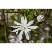 Sternmagnolie (Magnolia stellata) - Elegantes Ziergehölz für jeden Garten - Ziergehölze mit schneeweißen, duftenden Blüten im Frühjahr. Ideal für kleine Gärten oder als Kübelpflanze auf Terrasse und Balkon. Pflegeleicht und formschön.
