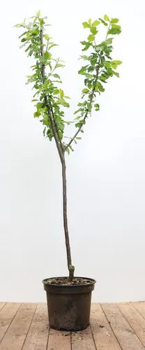 Pflanzen für Dich Obstpflanze Prunus domestica 'Opal' - Obstpflanze mit leuchtend violetten Früchten, ideal für Gartenliebhaber. Die bienenfreundliche 'Opal-Pflaume' überzeugt durch ihre einfache Pflege und vielseitige Verwendung in der Küche.