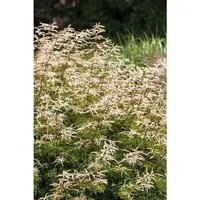 Aruncus Aethusifolius Horatio Zwerg Geißbart Ca. 11x11 cm Topf
