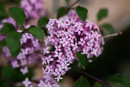 Syringa meyeri 'Josee' - Duftender Zwergflieder - Kompakter Zierstrauch mit üppigen, duftenden Blüten von Mai bis Juni. Ideal für kleine Gärten und Terrassen, pflegeleicht und windverträglich.