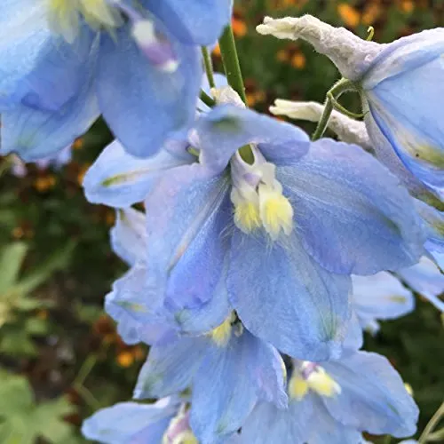 Blumixx Stauden Delphinium Elatum-Hybr. 'Sommerwind' - Hoher Garten-Rittersporn im 1,0 Liter Topf hellblau blühend