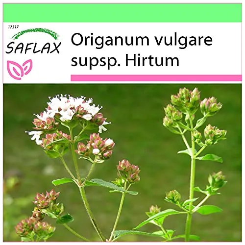 SAFLAX - Kräuter - Griechischer Oregano - 600 Samen - Origanum vulgare