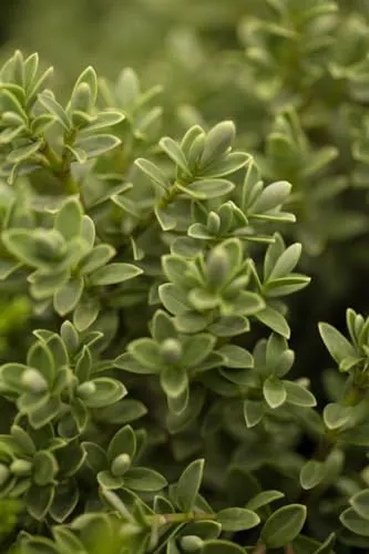 Hebe 'Green Globe' – Pflegeleichte Kübelpflanze für Terrasse & Beet - Winterharte, immergrüne Strauchveronika mit weiß-lila Blüten und dichtem, glänzendem Laub. Ideal für Beete, Kübel und als Solitär. Bienenfreundlich und robust, sorgt ganzjährig für Zierwirkung.