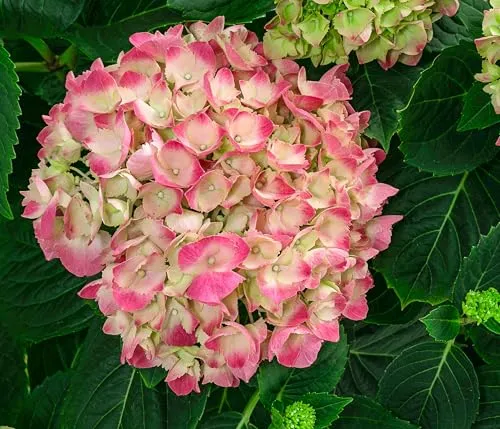 Dehner Bauern-Hortensie, Hydrangea macrophylla, große rosa Blüten, 45-55 cm exkl. Pflanztopf, 11 l Topf, Zierstrauch