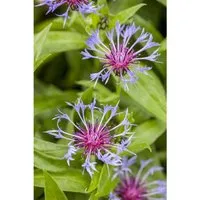 Centaurea Montana Bergflockenblume Ca. 9x9 cm Topf
