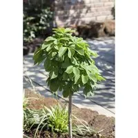 Aesculus Hippocastanum Monstrosa