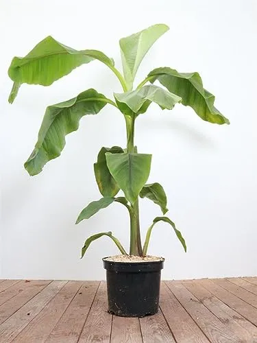 Musa japonica – Winterharte Japanische Essbanane für Kübelpflanzen - Entdecken Sie die Musa japonica: Pflegeleichte, winterharte Kübelpflanze mit beeindruckenden Blättern. Ideal für Terrasse und Wintergarten, bringt sie exotisches Flair in Ihr Zuhause.