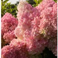 Hochstamm Rispenhortensie Vanille Fraise 60-80cm