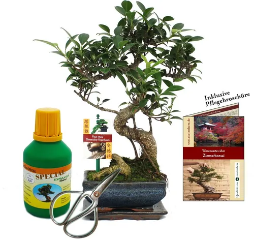 Exotenherz Bonsai Ficus - Chinesischer Feigenbaum 6 Jahre alt - Zimmerpflanze Set mit einzigartigem Bonsai Ficus retusa, inklusive Untersetzer, Dünger, Schere und Pflegebroschüre. Ideal für Anfänger und Profis, ein lebendiges Unikat für Ihr Zuhause.