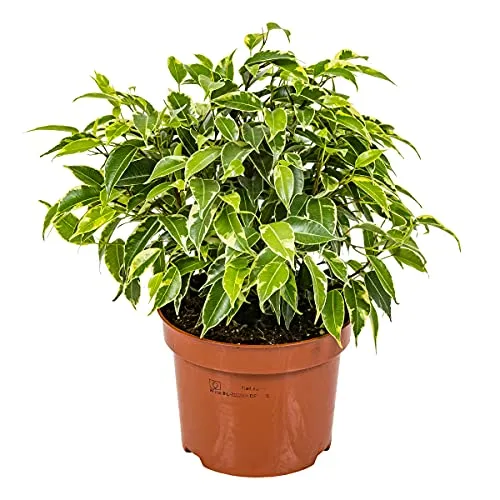 Bloomique - Ficus Benjamina Kinky - Birkenfeige - Zimmerpflanzen - Luftreinigend - Pflegeleicht - 20-30 cm Hoch - Topf 12 cm