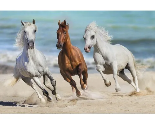 Fototapete Vlies 18402 Horse Herd Run Gallop 7-tlg. 350 x 260 cm - Fototapete für Wohnzimmer und mehr, beeindruckendes Design mit galoppierenden Pferden, ideal für ein harmonisches Raumgefühl.