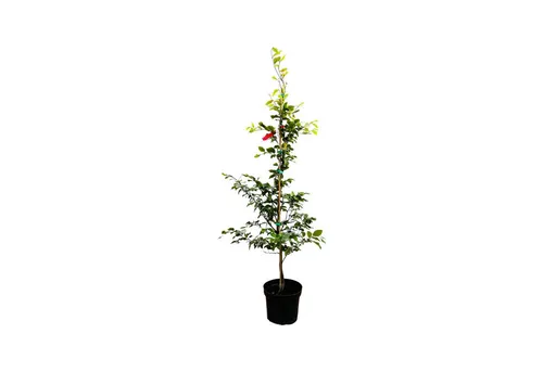 Pflanzen für Dich Baum Fagus sylvatica, 1 St., Rotbuche, Gemeine Buche, Europäische Buche, glänzend, herbstfärbung