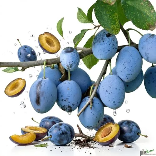 Hauszwetsche Pflaumenbaum