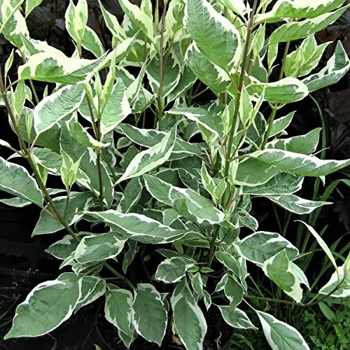 Weißbunter Hartriegel Cornus albaIvory Halo® geflecktes Laub ca. 40-60 cm Zierstrauch 3 Liter Topf