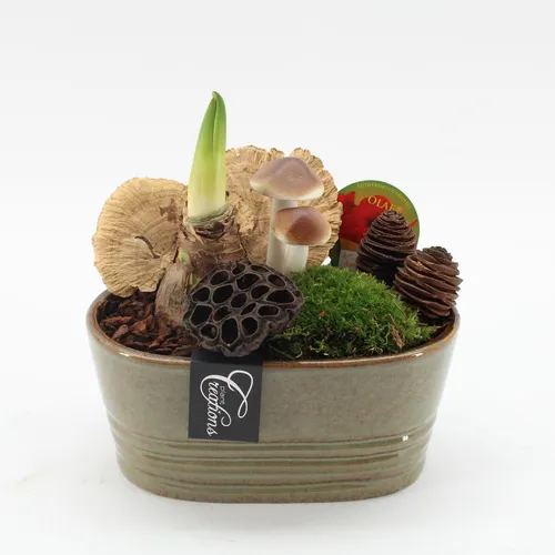 Amaryllis-Komposition in Keramik | Blumentopf Ø23 cm | Höhe ca. 25 cm