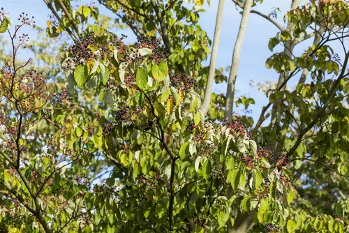 Cornus sanguinea - Roter Hartriegel, 1 St. - Vielseitiger Zierstrauch mit beeindruckenden Blüten und auffälliger Herbstfärbung. Ideal für Gruppenpflanzungen oder als Heckenpflanze. Pflegeleicht und robust.