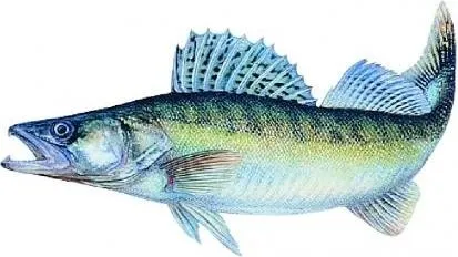 Produktbild Jenzi Aufkleber Zander groß