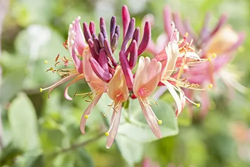 Lonicera periclymenum 60–100 cm – Winterhart, Mehrjährig, Pflegeleicht – Waldgeißblatt – Kletterpflanze für Pergola & Rankhilfe