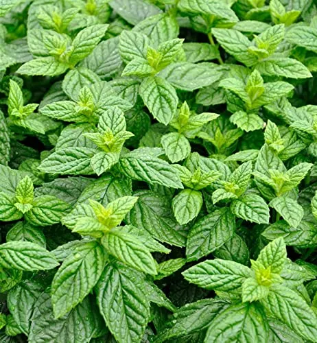 Grüne Minze Spearmint - Mentha spicata von Baumschule