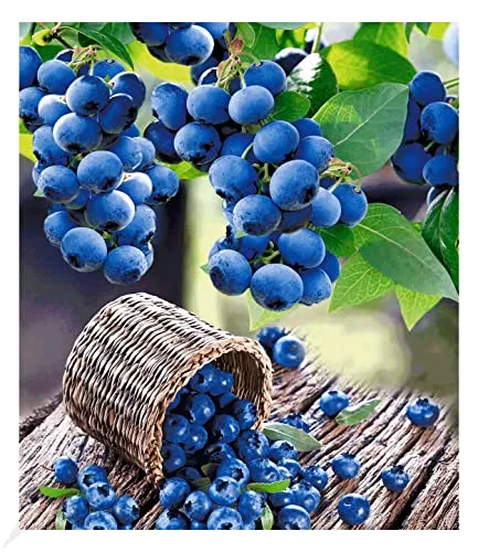 BALDUR Garten Heidelbeeren 'Hortblue', 1 Pflanze, Vaccinium corymbosum, Blaubeeren Heidelbeeren Pflanze, Hortblue Petite 2x tragend, winterhart, reiche Ernte an essbaren Früchten