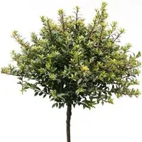 Produktbild Hochstamm Löffel Ilex Glorie Dwarf 40-60cm - Ilex crenata