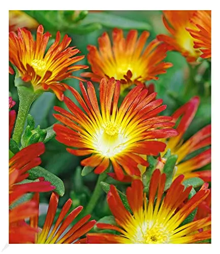 BALDUR Garten Winterharte Eisblume Fire Wonder, 3 Pflanzen, Delosperma congestum Steingarten, winterharte Staude, trockenresistent, mehrjährig, bienenfreundlich, blühend