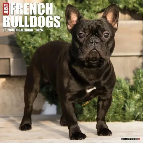 Willow Creek Press | French Bulldogs 2026 Wall Calendar | Kalender | Englisch