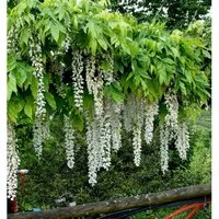 Weißer Blauregen Longissima 40-60cm - Wisteria floribunda
