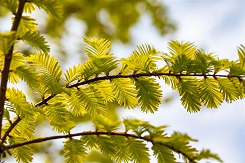 Metasequoia glyptostroboides 'Gold Rush' - Urweltmammutbaum mit goldgelbem Laub - Baumsamen & -pflanzen, schnellwachsend und winterhart, ideal für Parks und Gärten mit spektakulärer Herbstfärbung.