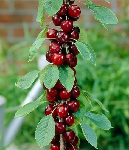 Bäume Rot von BALDUR-Garten
