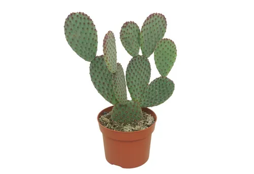 meinvipshop Kaktus Opuntia microdasys 15cm - Dekorativer Kaktus Opuntia microdasys (15cm) für helle Standorte. Pflegeleicht und ideal für Pflanzenliebhaber. Achtung: Stacheln können Verletzungen verursachen. Topfgröße: 7cm. Perfekt für Ihr Zuhause!