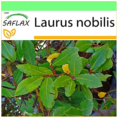 SAFLAX - Gewürzlorbeerbaum - 6 Samen - Laurus nobilis