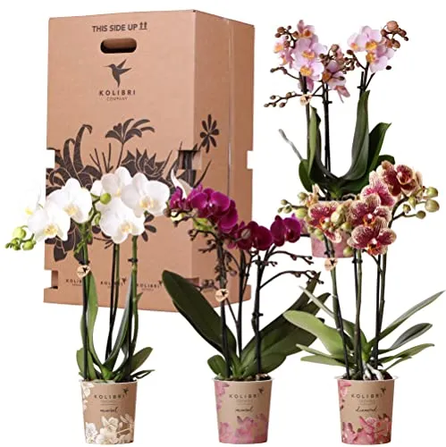 Exotenherz Überraschungsbox mit 4 Orchideen - Zimmerpflanzen mit 4 hochwertigen Kolibri-Orchideen, ideal für Pflanzenliebhaber, die eine schöne Überraschung lieben und beim Kauf sparen möchten.