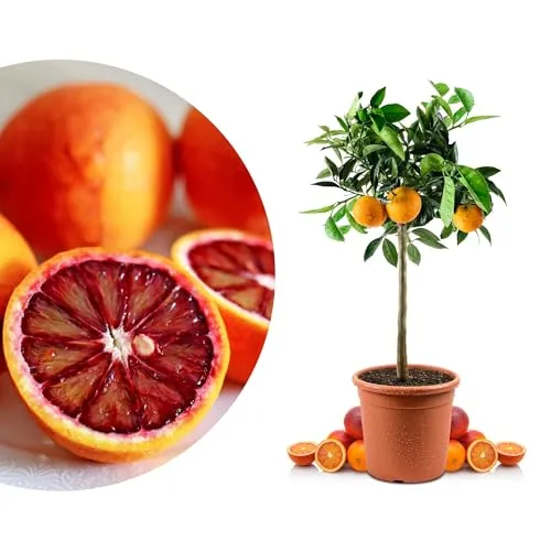 Blutorangenbaum Tarocco Mezzo in rot von Meine Orangerie