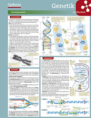 Lerntafel: Genetik im Überblick: Genexpression, Regulation der Genexpression, Mutationen und mobile DNA-Elemente, klassische Genetik, Populationsgenetik (Lerntafeln Biologie)