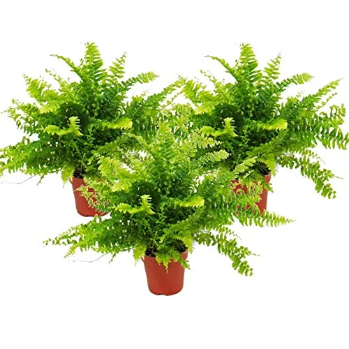 Exotenherz 3er Set Schwertfarn Nephrolepis 12cm - Set mit 3 Schwertfarn-Pflanzen (Nephrolepis exaltata) in 12cm Töpfen, ideal zur Verschönerung Ihres Zuhauses oder Büros, pflegeleicht und dekorativ.