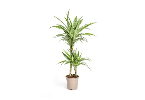 Exotenherz Zimmerpflanze Drachenbaum Drachenlilie Dracaena deremensis White Stripe